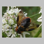 Phasia hemiptera - Raupenfliege m07.jpg